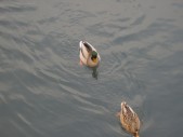 DSCN2636.JPG